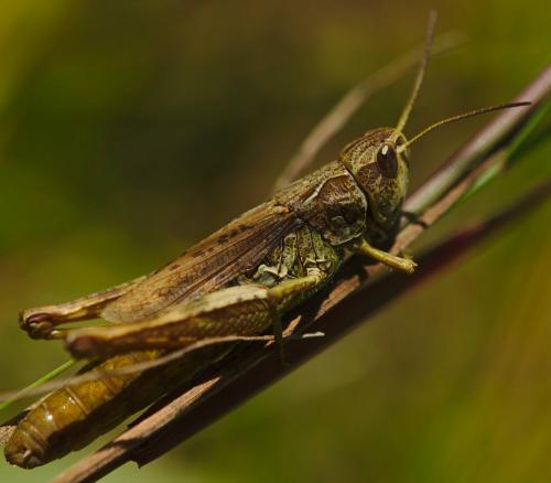 Chorthippus apricarius apricarius