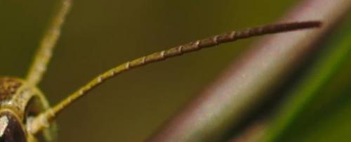 Chorthippus apricarius apricarius