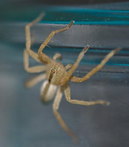 Micrommata ligurina