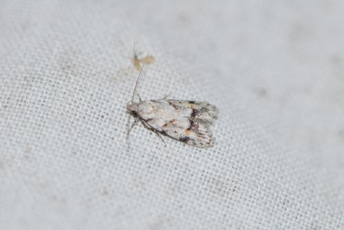 Réf. 218 313 : Symmoca signatella
