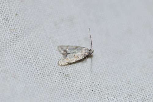 Réf. 218 314 : Symmoca signatella