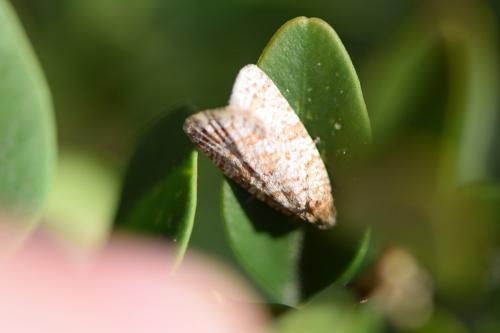 Olethreutini