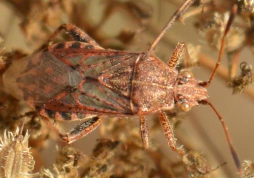 Stictopleurus sp.