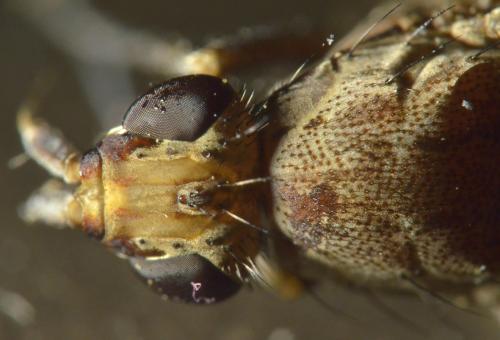 Euthycera cribrata