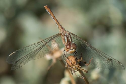 Sympetrum meridionale
