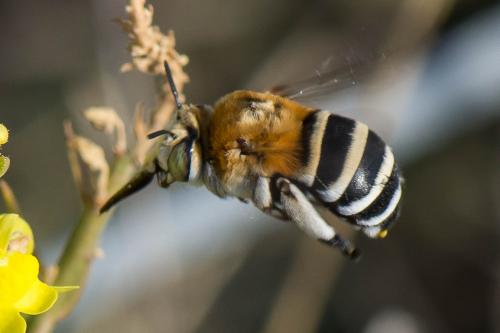 Réf. 218 282 : Amegilla quadrifasciata