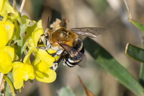 Réf. 218 283 : Amegilla quadrifasciata