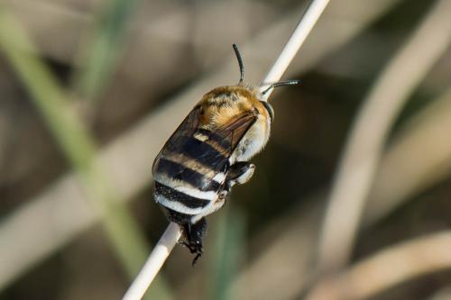 Réf. 218 570 : Amegilla quadrifasciata