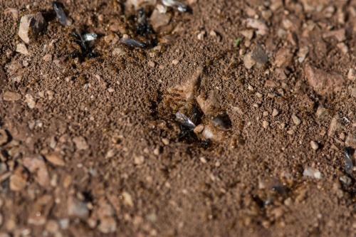 Solenopsis fugax