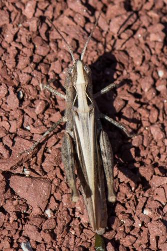 Chorthippus sp.