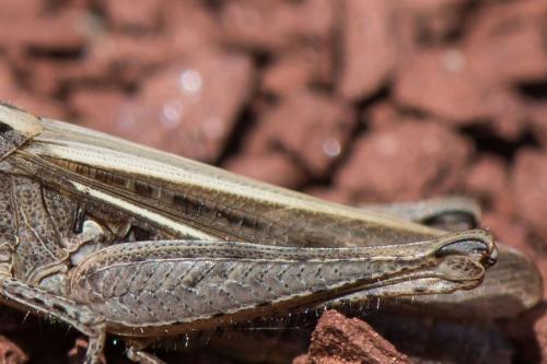 Réf. 218 896 : Chorthippus sp.