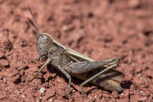 Réf. 218 859 : Chorthippus sp.