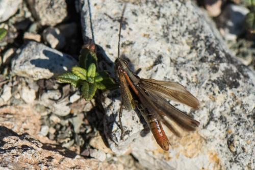 Réf. 218 884 : Chorthippus biguttulus biguttulus