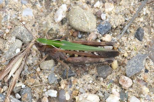 Réf. 218 225 : Omocestus rufipes