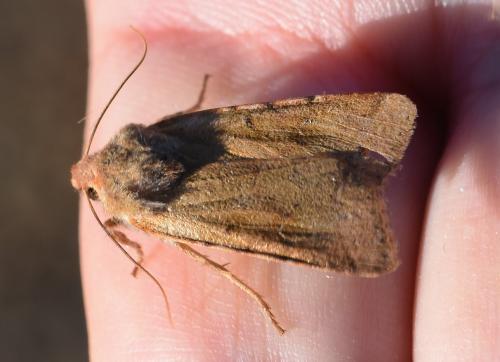 Agrochola lychnidis