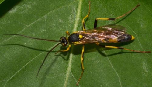 Réf. 218 841 : Amblyteles armatorius