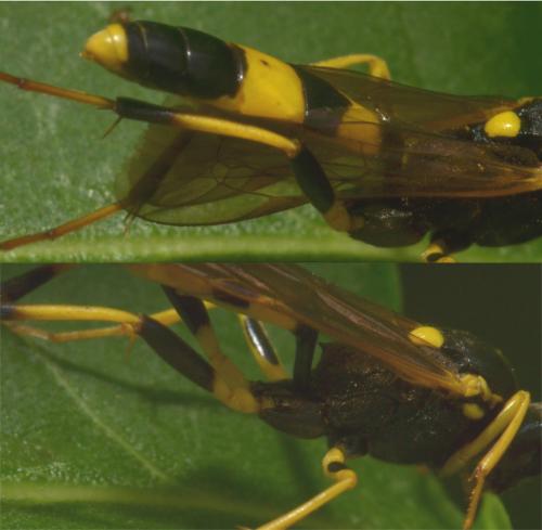 Réf. 218 844 : Amblyteles armatorius