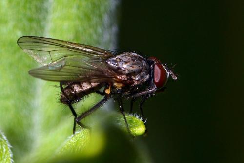 Delia platura
