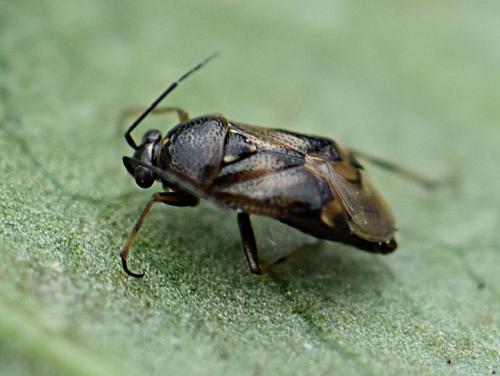 Réf. 218 015 : Deraeocoris punctulatus