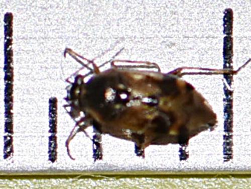 Réf. 218 311 : Deraeocoris punctulatus