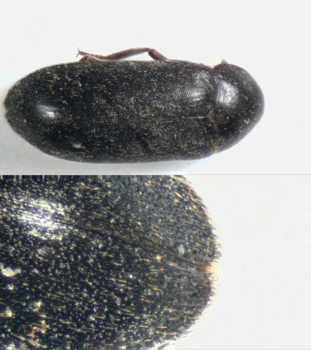 Dermestes haemorrhoidalis
