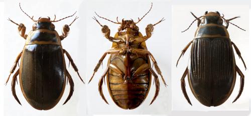 Dytiscus pisanus