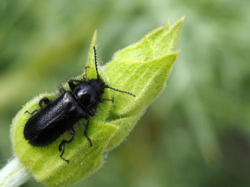 Enicopus sp.