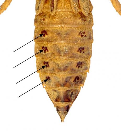 Gomphus sp.