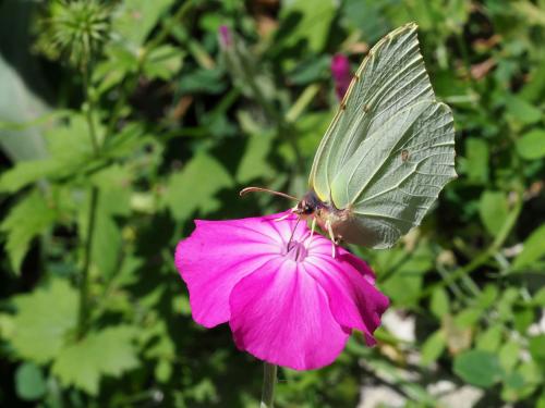 Gonepteryx rhamni