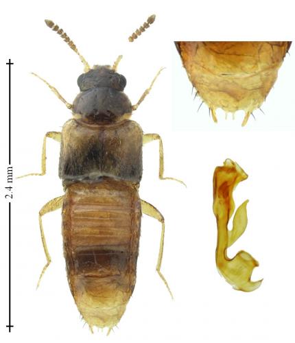 Gyrophaena gentilis