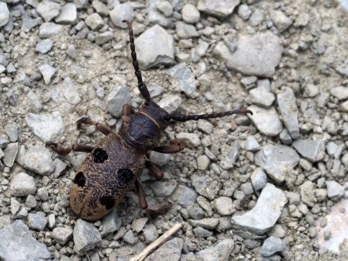 Réf. 218 238 : Herophila tristis