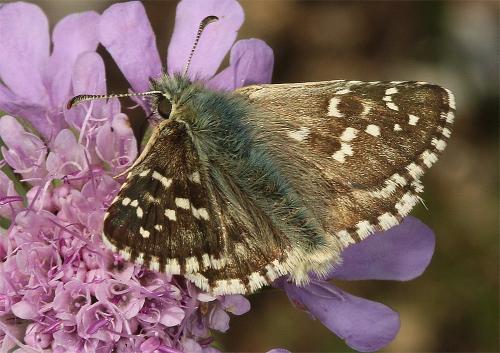 Réf. 218 531 : Pyrgus sp.