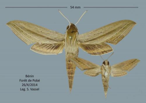 Réf. 218 163 : Hippotion balsaminae