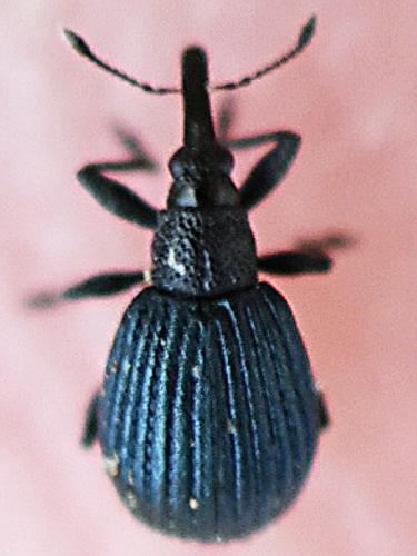 Réf. 218 535 : Holotrichapion pisi