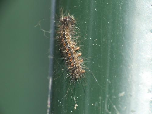 Lymantria dispar