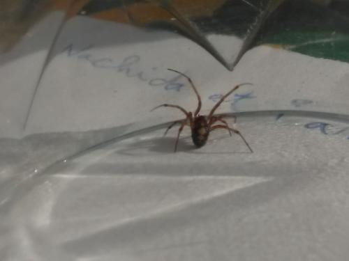 Steatoda triangulosa