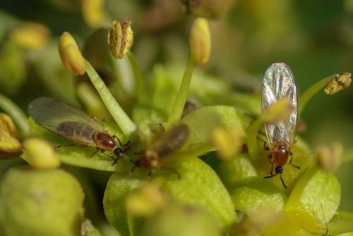 Apiloscatopse flavicollis
