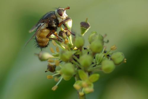 Tachina fera