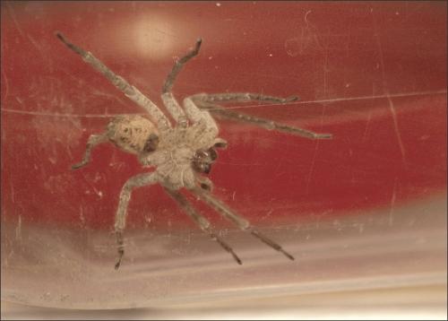 Zoropsis spinimana
