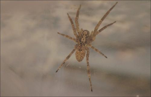 Zoropsis spinimana