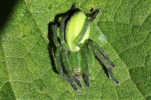 Micrommata virescens