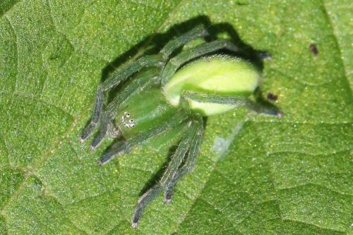 Micrommata virescens