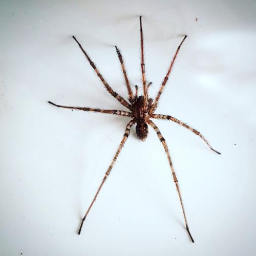 Tegenaria sp.