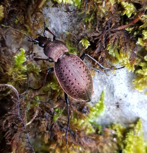 Carabus sylvestris