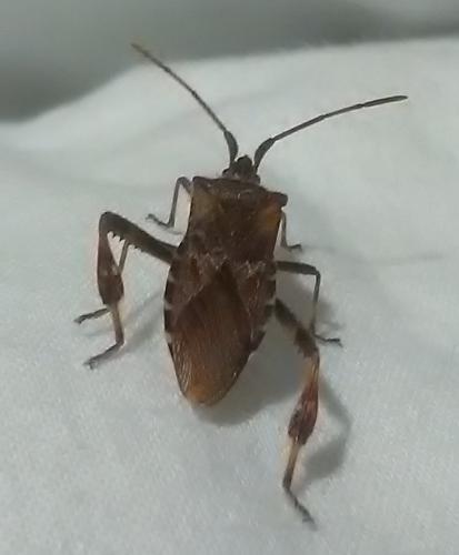 Réf. 218 990 : Leptoglossus occidentalis