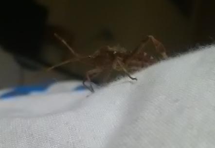 Leptoglossus occidentalis