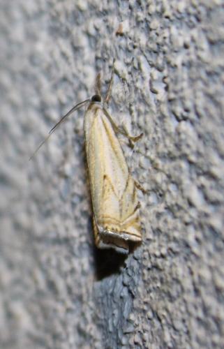 Réf. 218 644 : Crambus lathoniellus