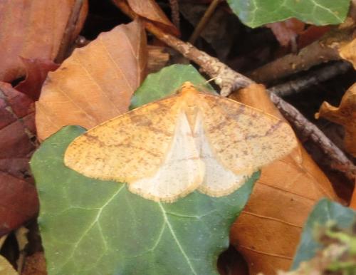 Agriopis aurantiaria