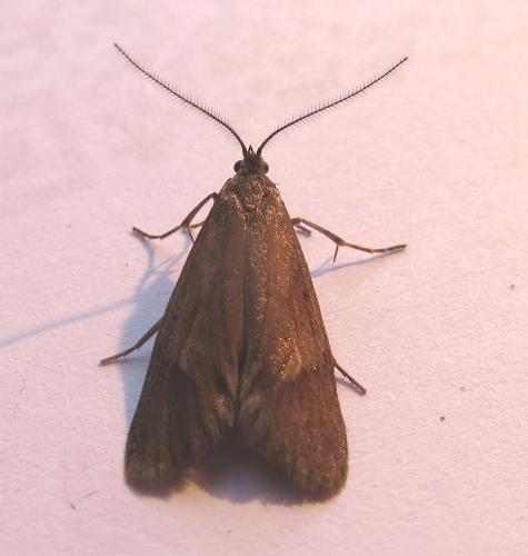 Diurnea lipsiella