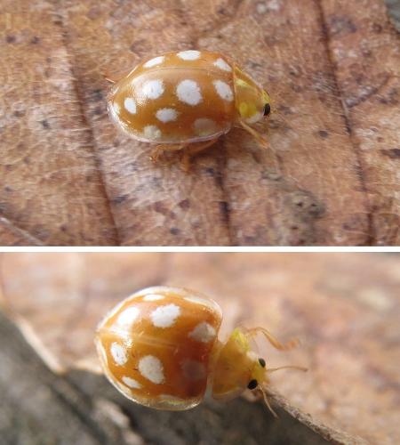 Halyzia sedecimguttata